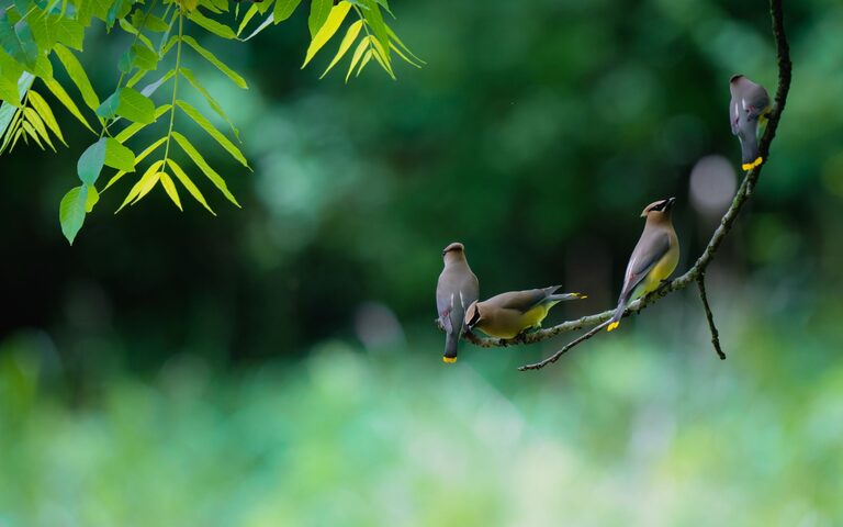 Consejos para principiantes para la observación de aves en el jardín